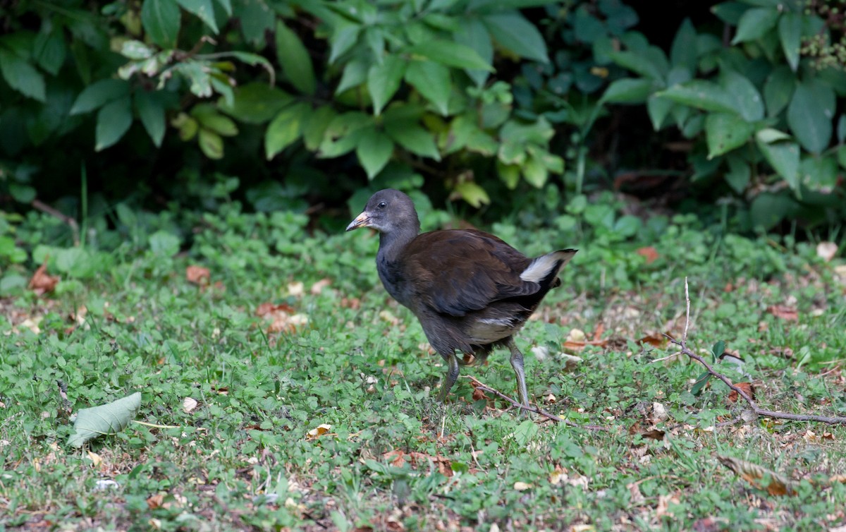 Eurasian Moorhen - ML646026555
