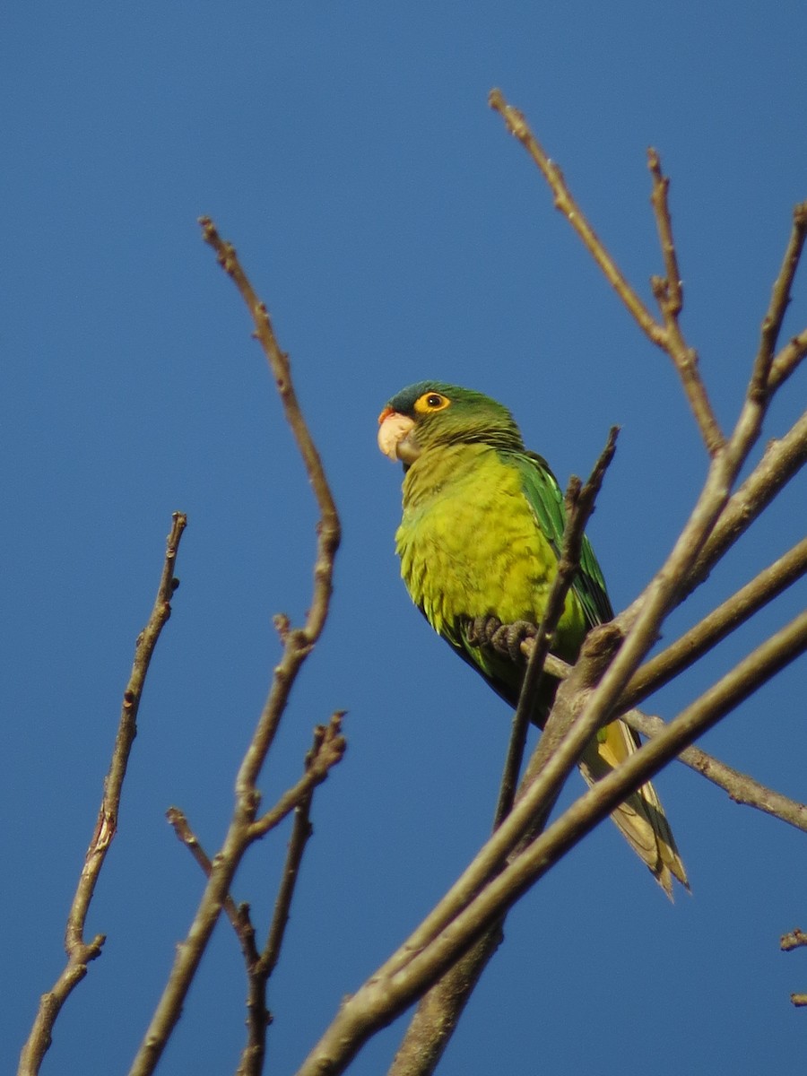 Orange-fronted Parakeet - ML646026556