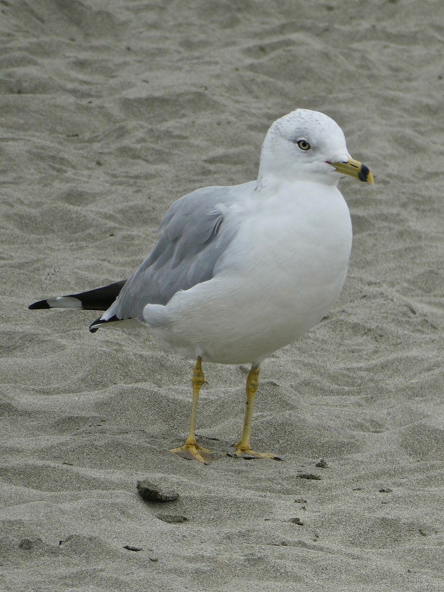 Ring-billed Gull - ML646026557