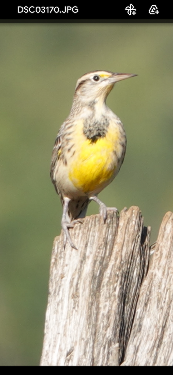 Eastern Meadowlark - ML646026561