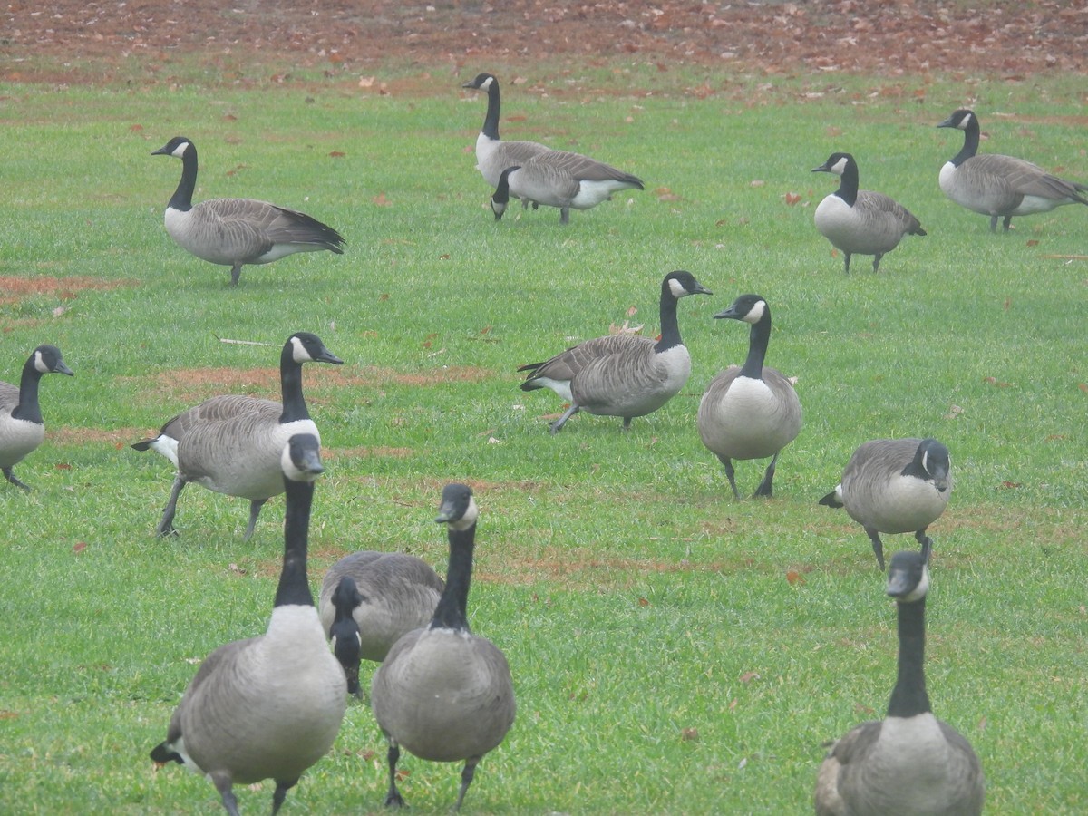 Kanadagans - ML646026565