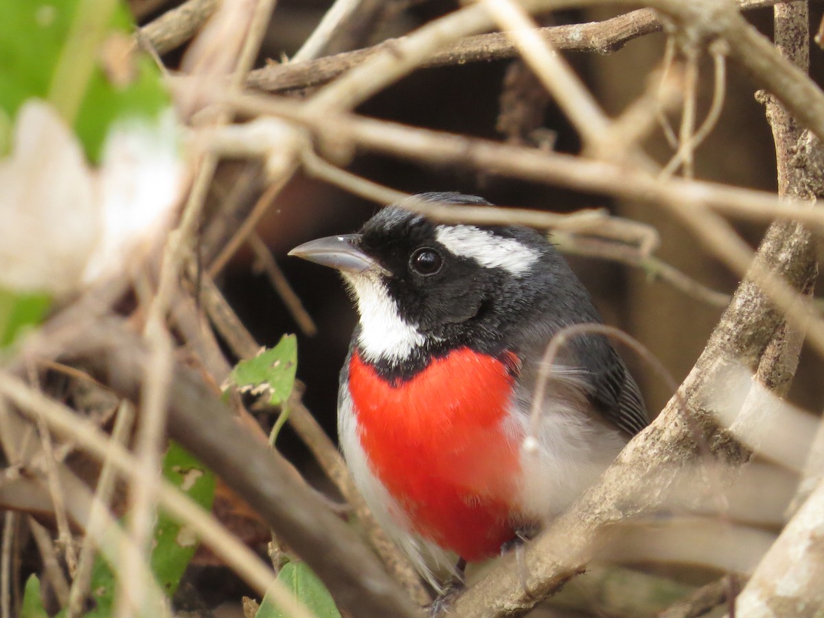 Red-breasted Chat - ML646026573