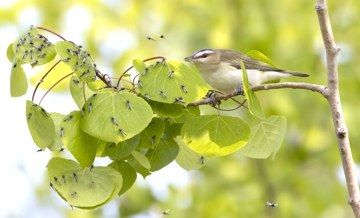 アカメモズモドキ - ML646026574