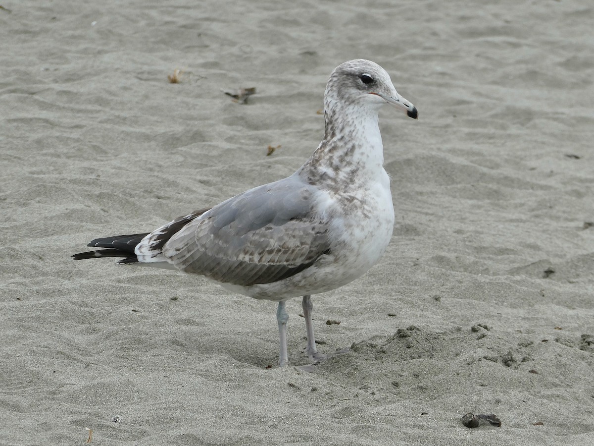 California Gull - ML646026577