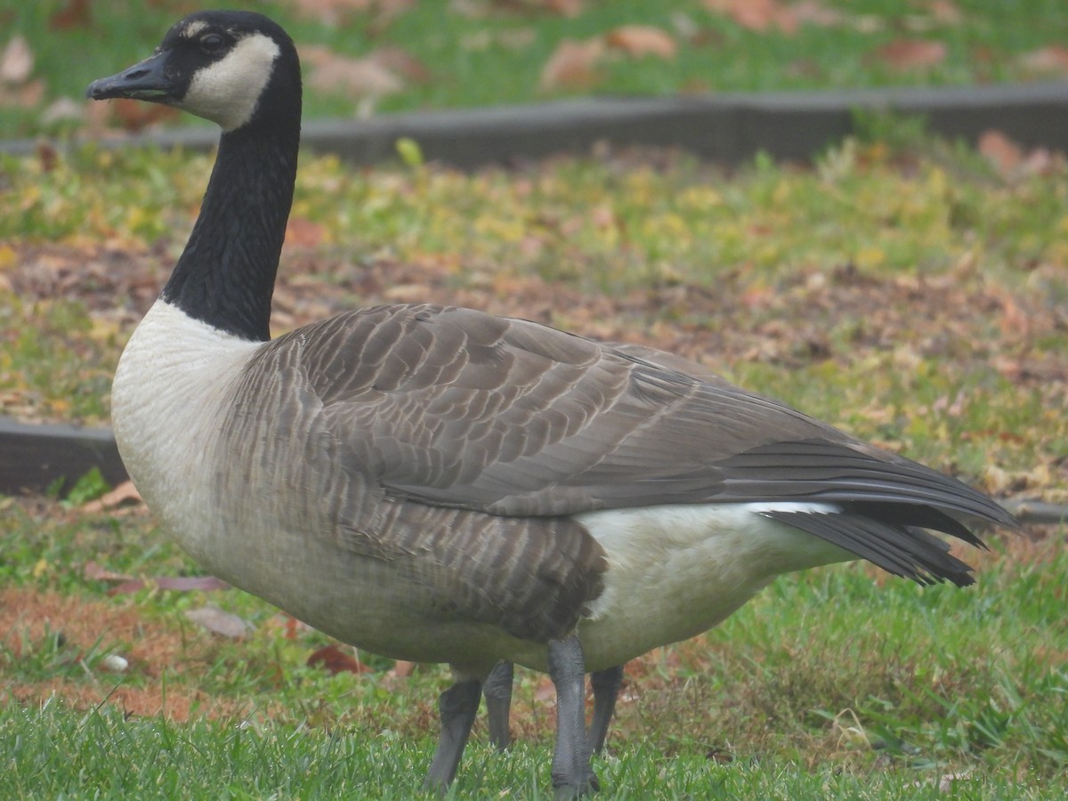 Kanadagans - ML646026578