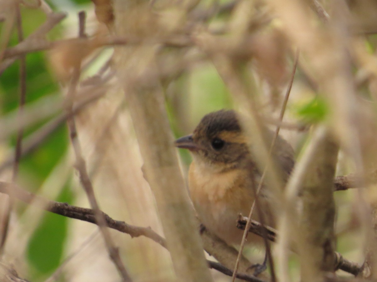 Red-breasted Chat - ML646026579