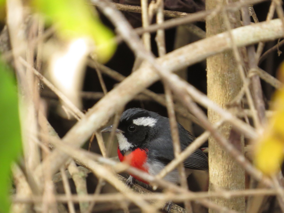 Red-breasted Chat - ML646026588