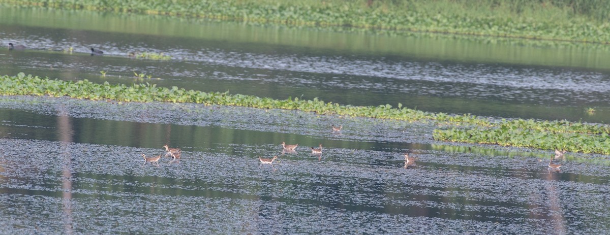 ז'קנה זנבתנית - ML646026591