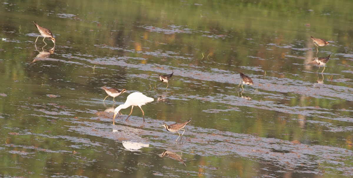 ז'קנה זנבתנית - ML646026592