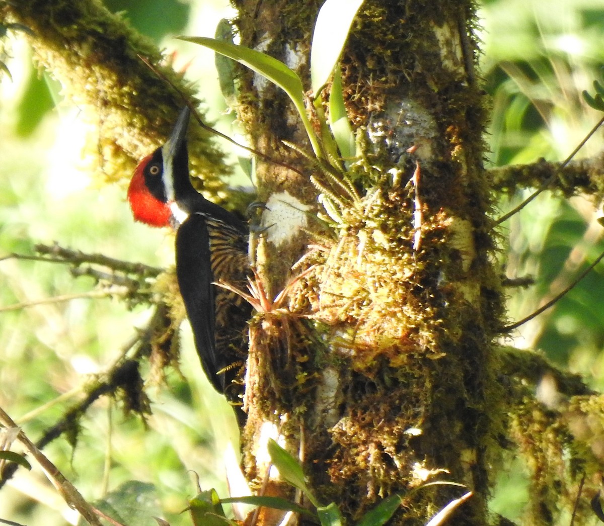 Powerful Woodpecker - ML646026593