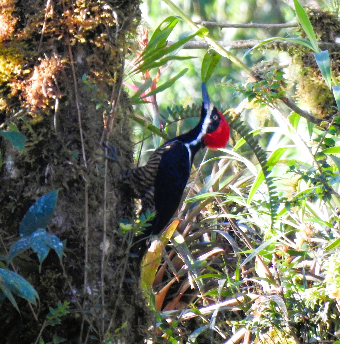 Powerful Woodpecker - ML646026594