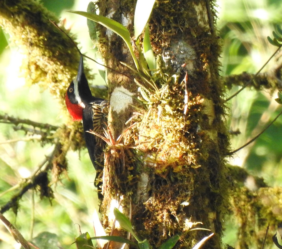 Powerful Woodpecker - ML646026595