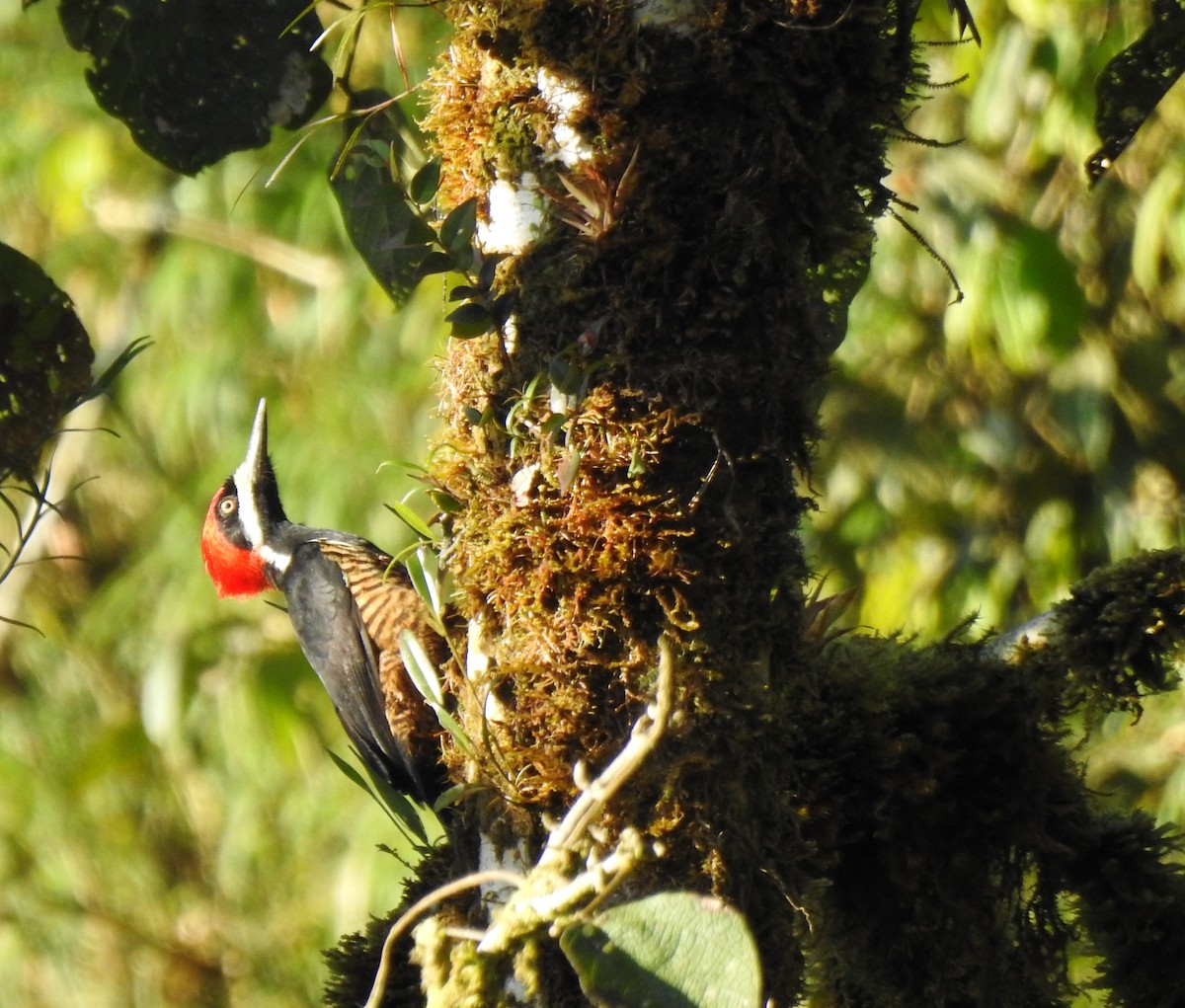 Powerful Woodpecker - ML646026596