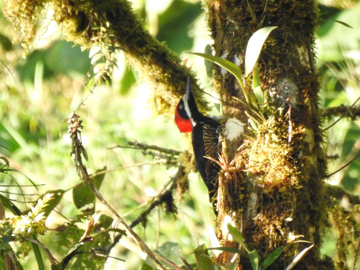 Powerful Woodpecker - ML646026597