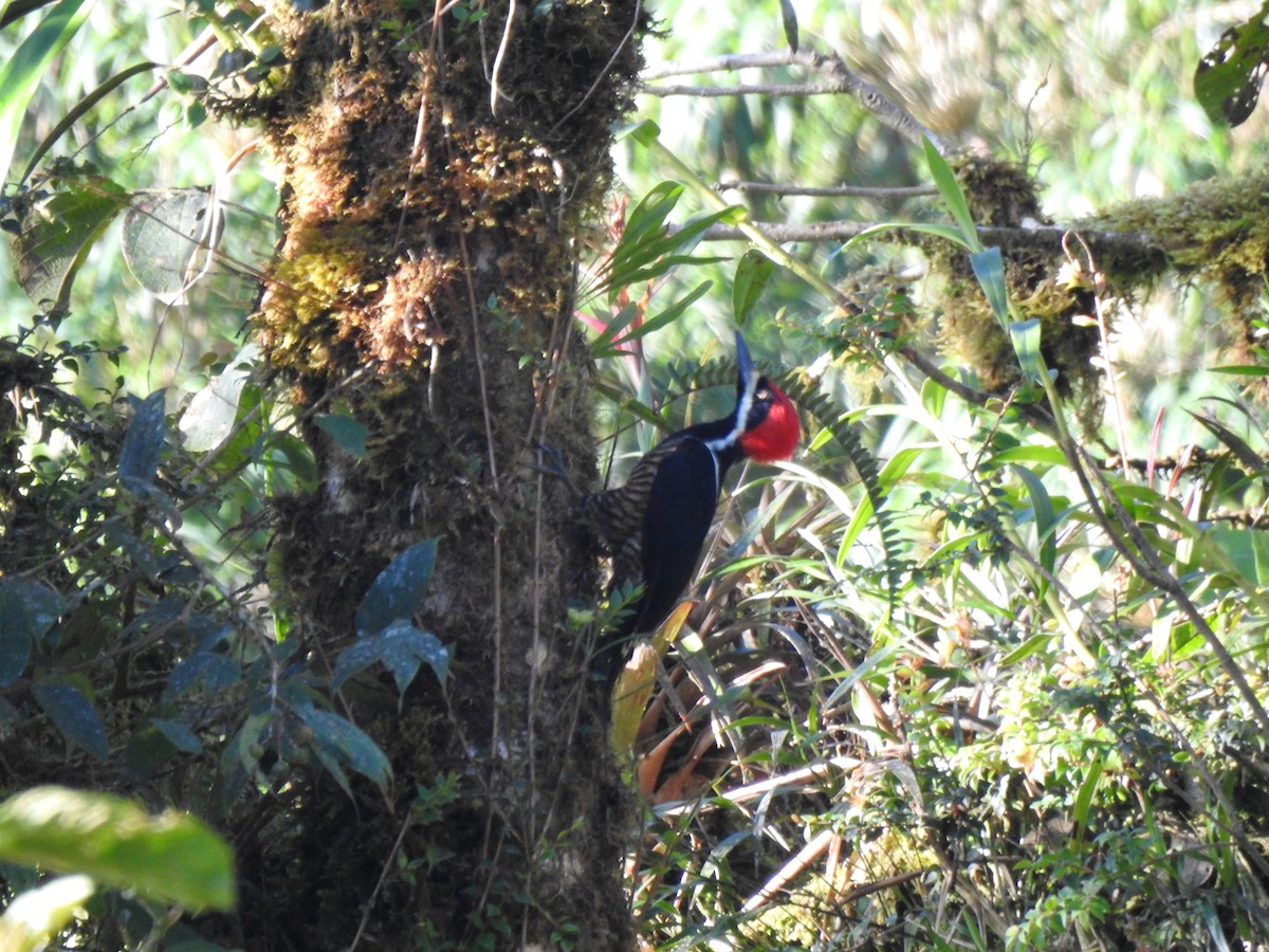 Powerful Woodpecker - ML646026598