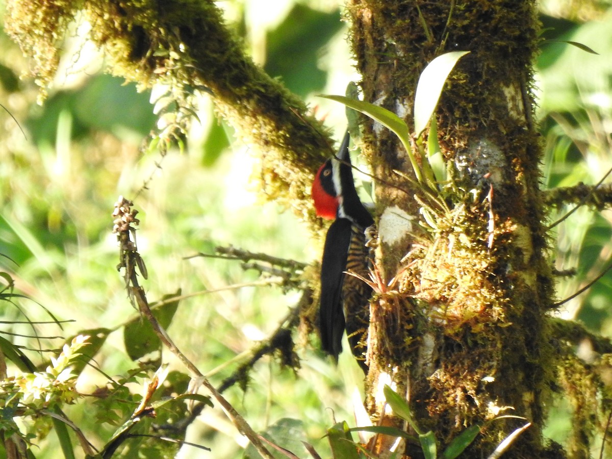 Powerful Woodpecker - ML646026599