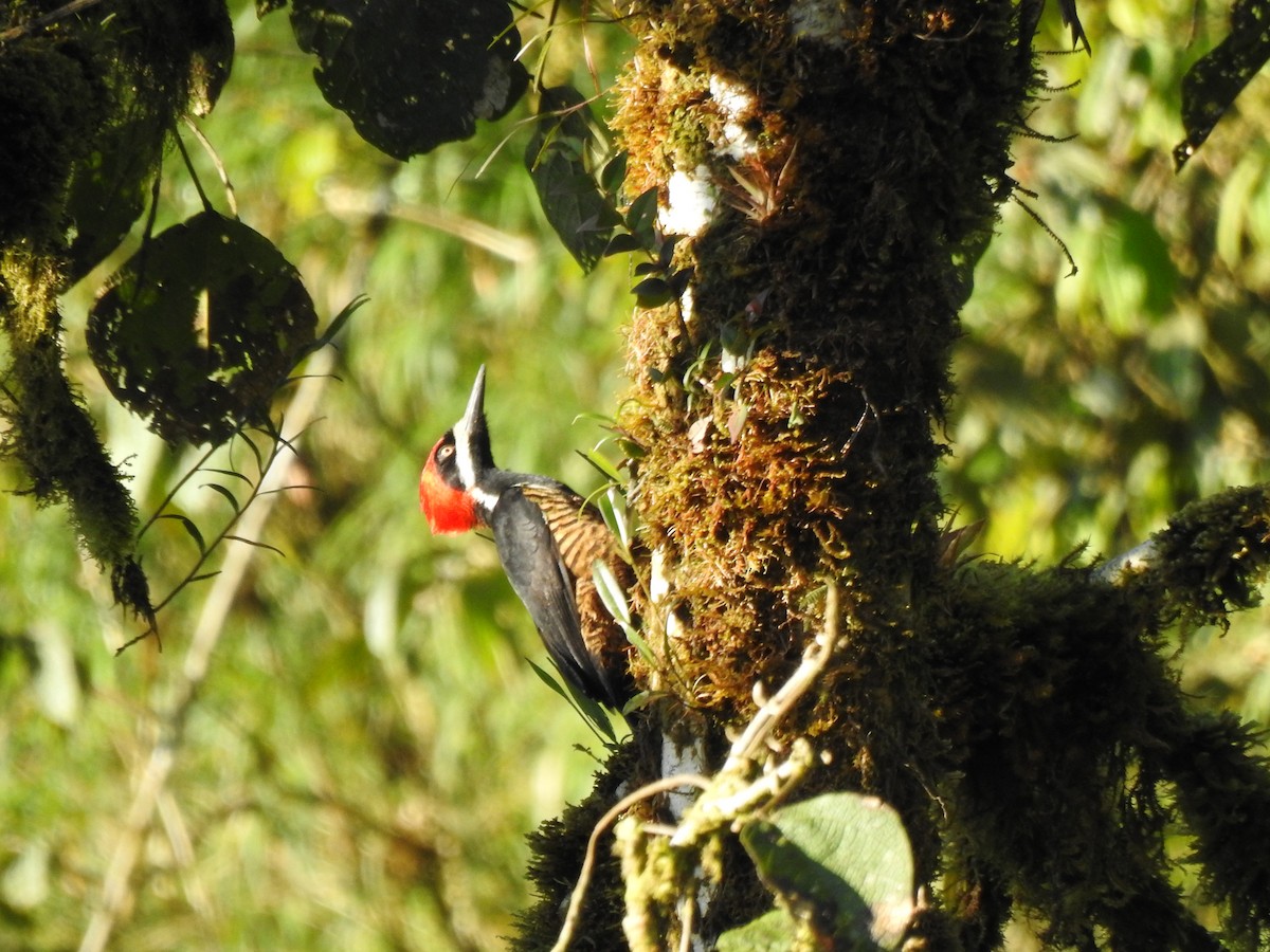Powerful Woodpecker - ML646026600
