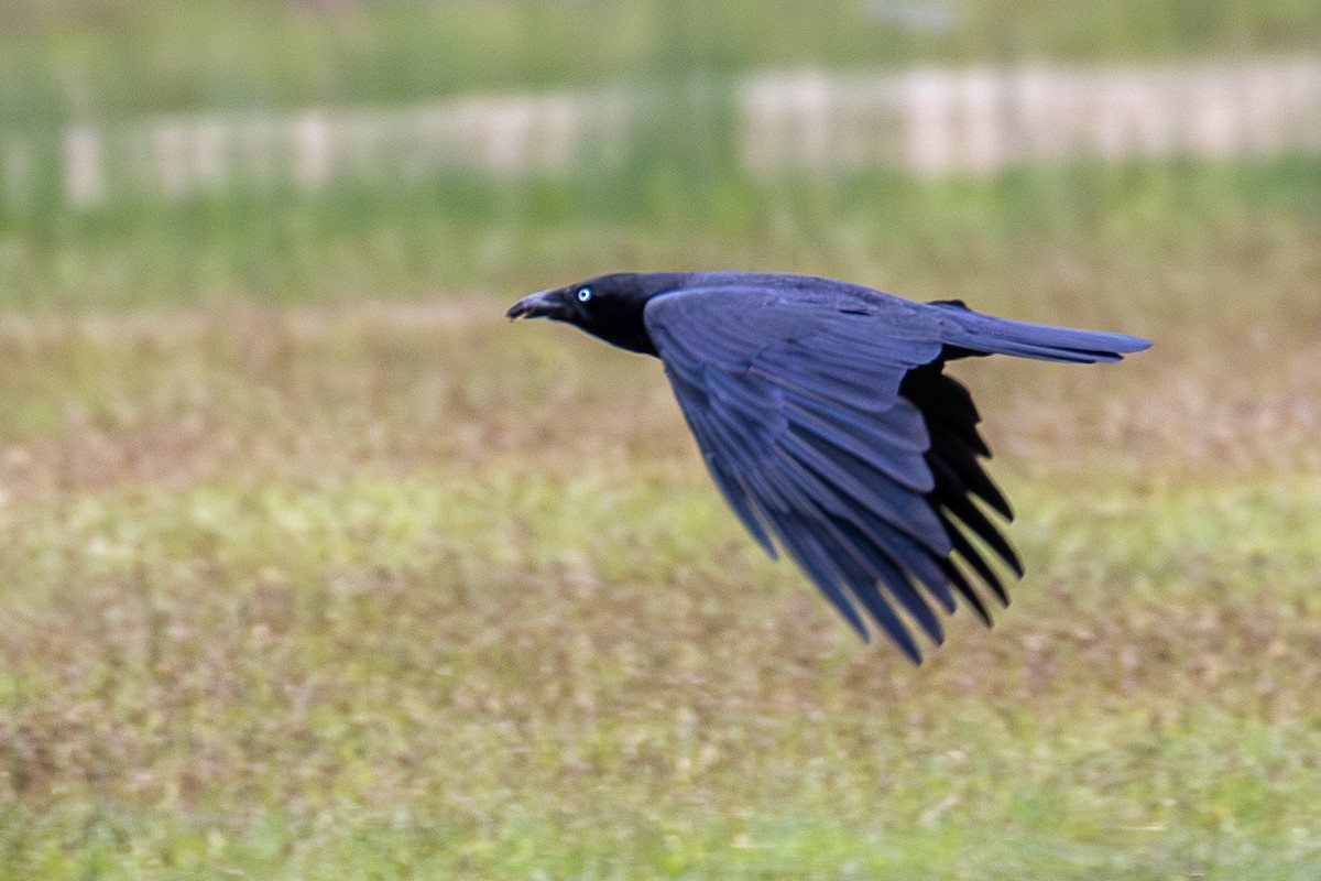 Forest Raven - ML646026602