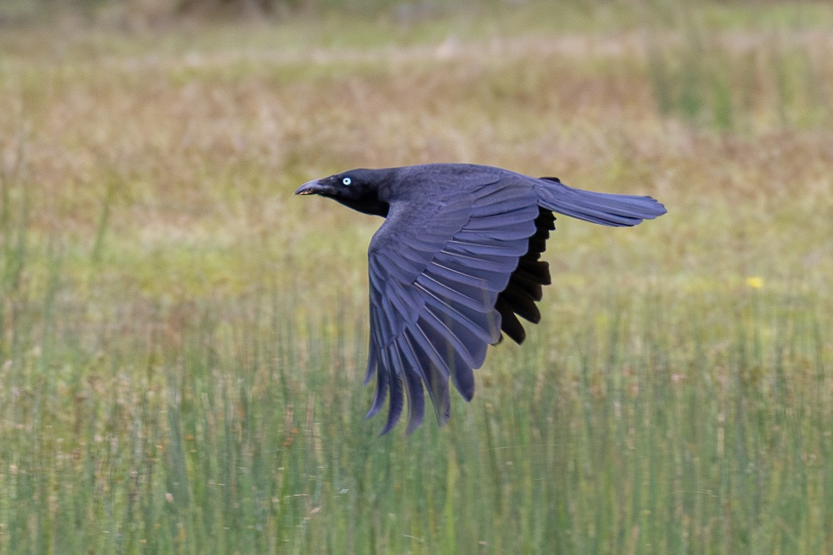 Forest Raven - ML646026603