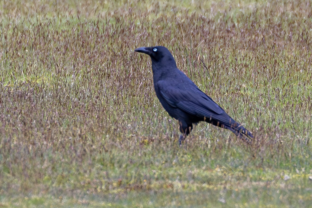 Forest Raven - ML646026604