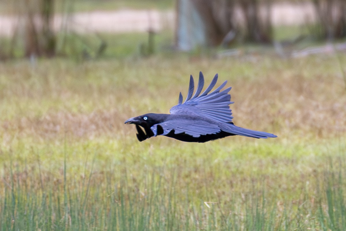 Forest Raven - ML646026605