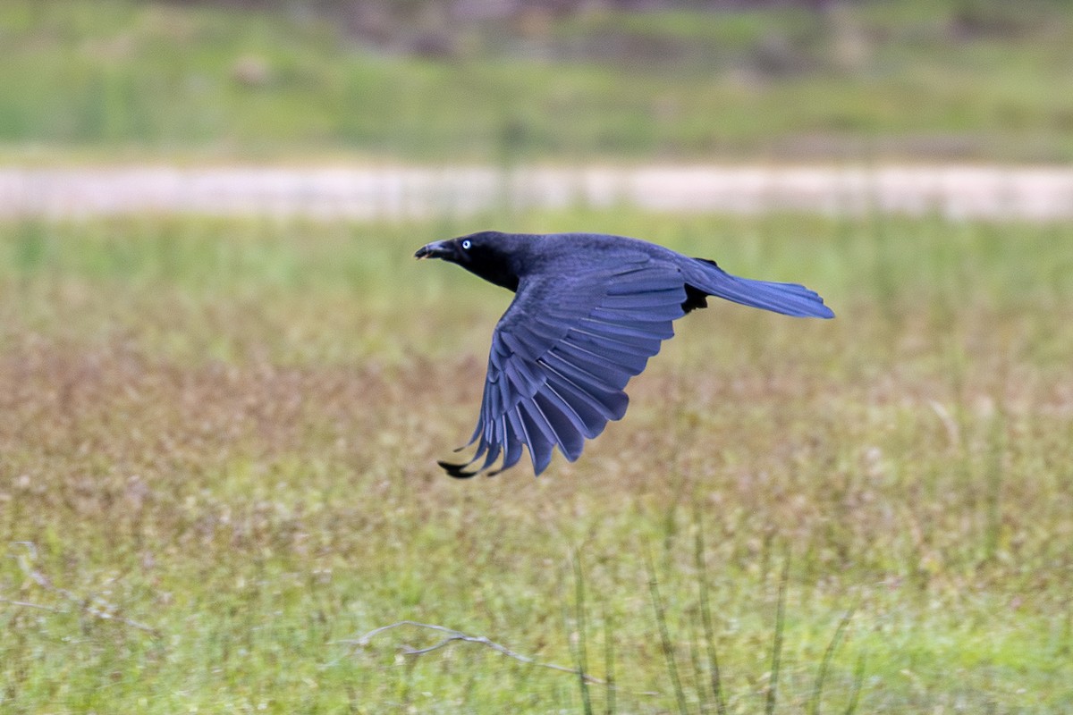 Forest Raven - ML646026606