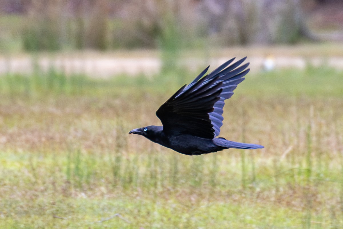 Forest Raven - ML646026607