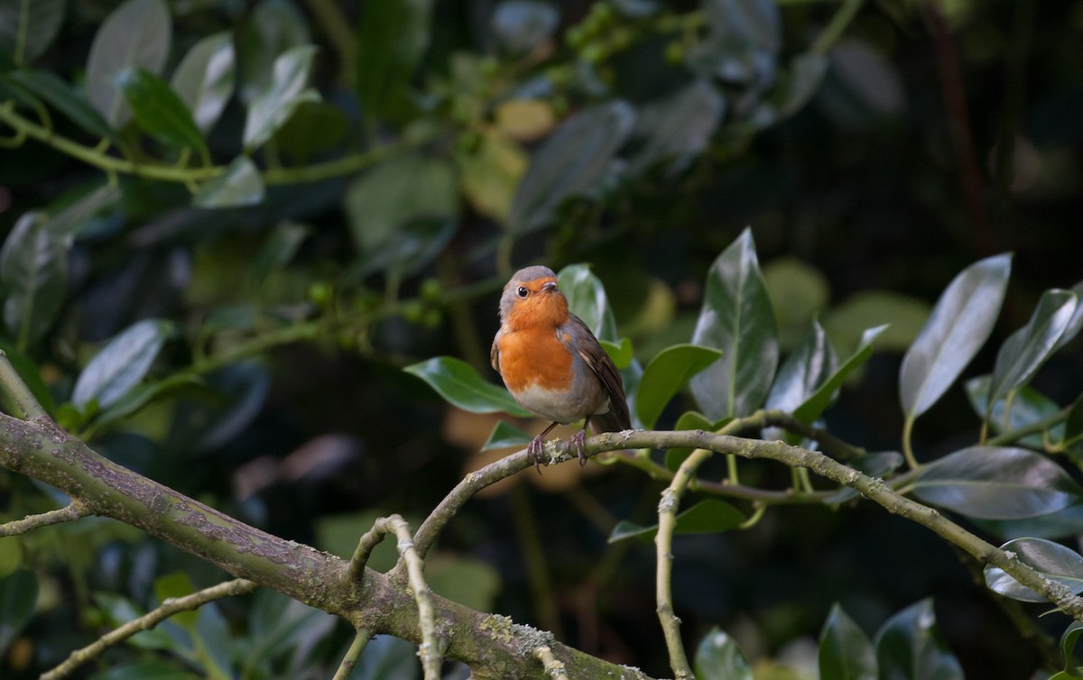 אדום חזה - ML646026608