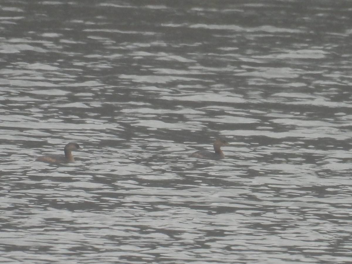 טבלן עקוד-מקור - ML646026609