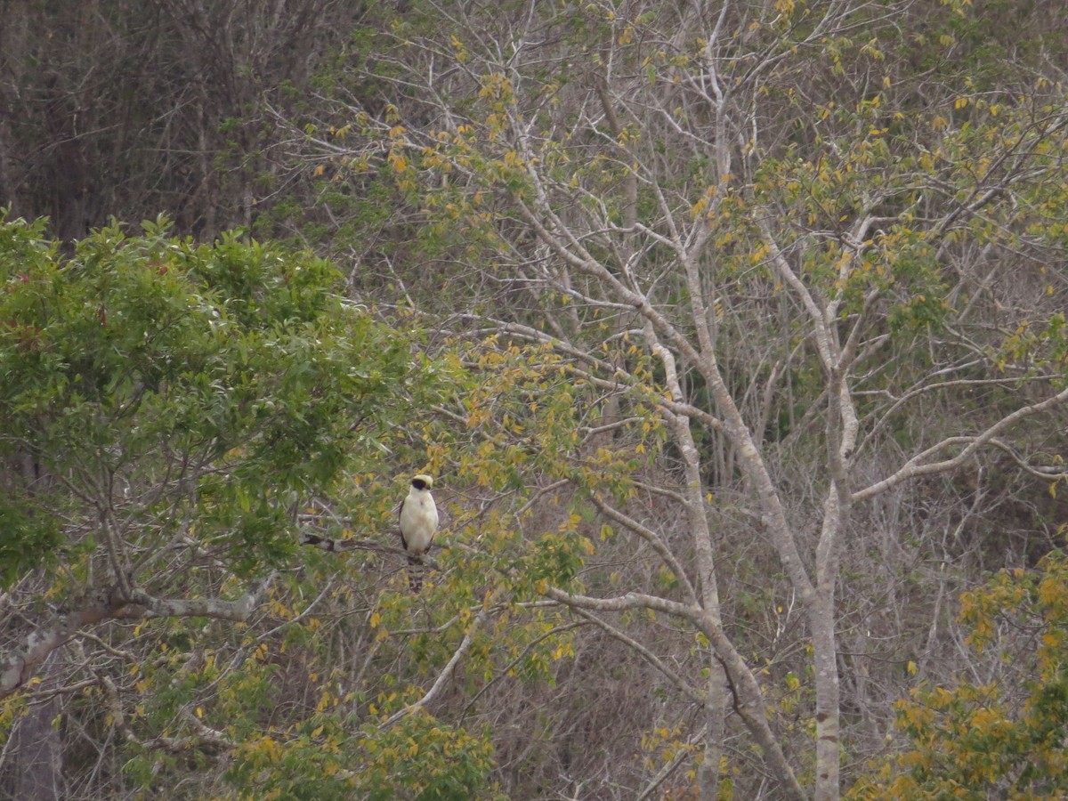 Laughing Falcon - ML646026610