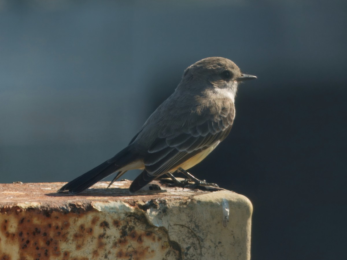Vermilion Flycatcher - ML646026611