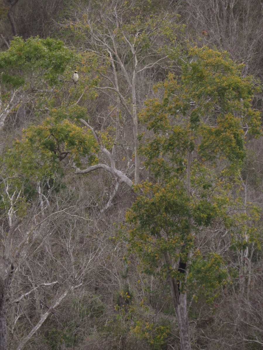 Laughing Falcon - ML646026613