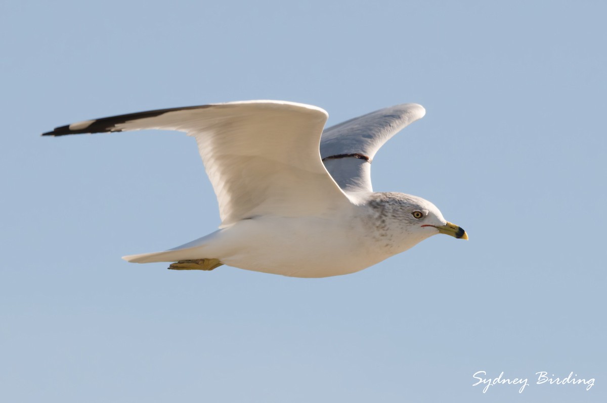 שחף עקוד-מקור - ML646026614