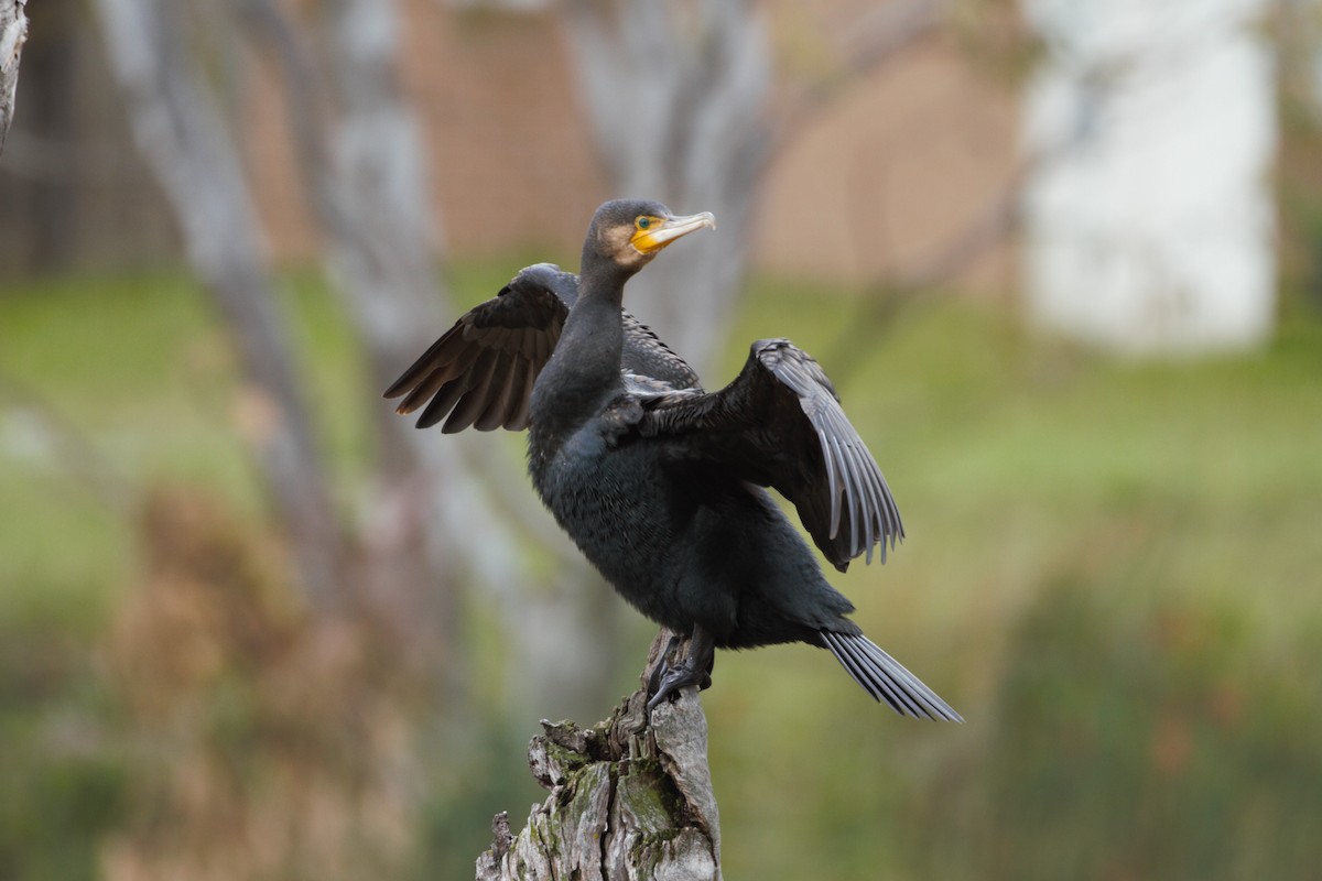 קורמורן גדול - ML646026615