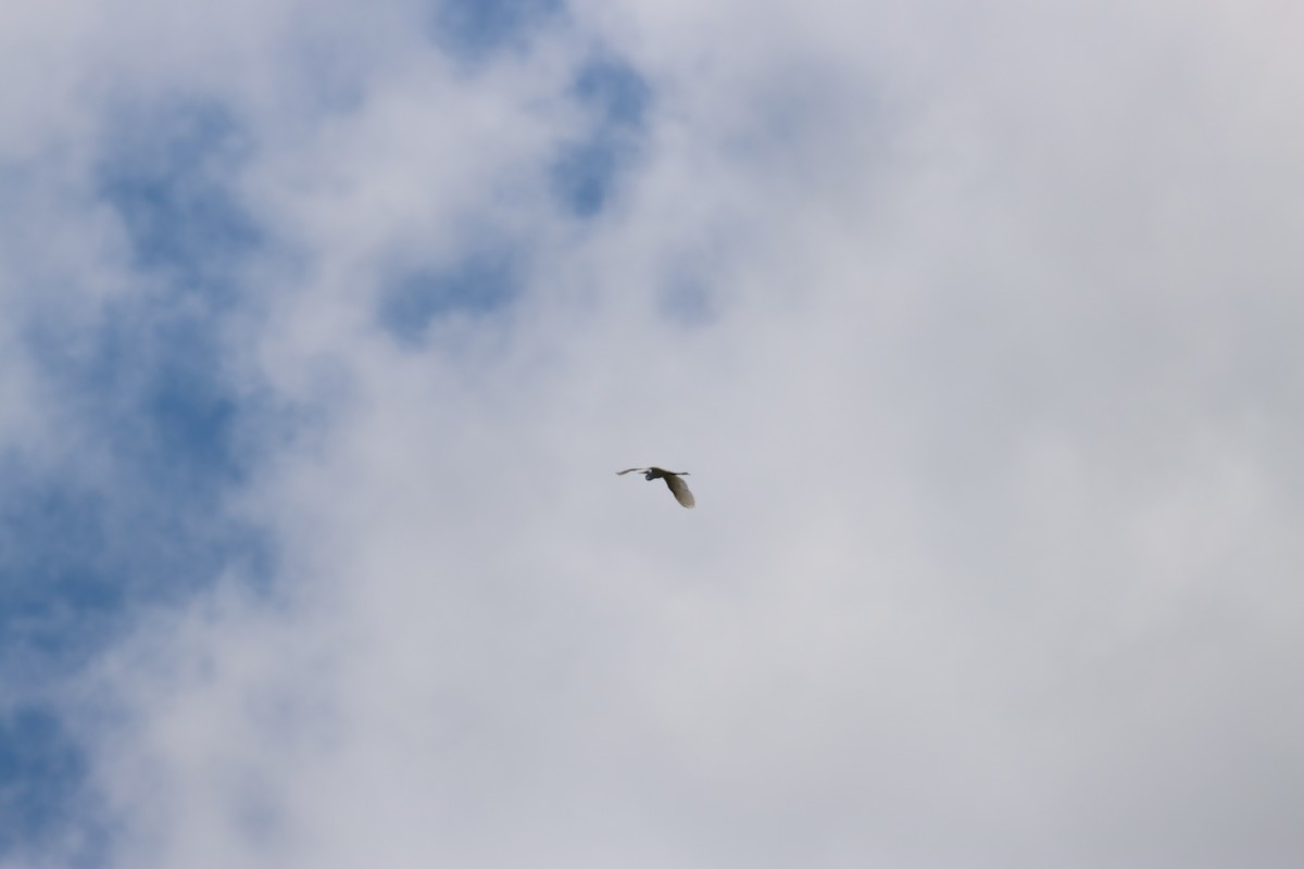 לבנית גדולה - ML646026616