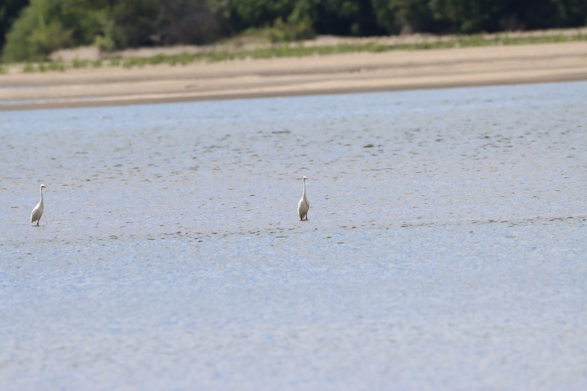 לבנית גדולה - ML646026617