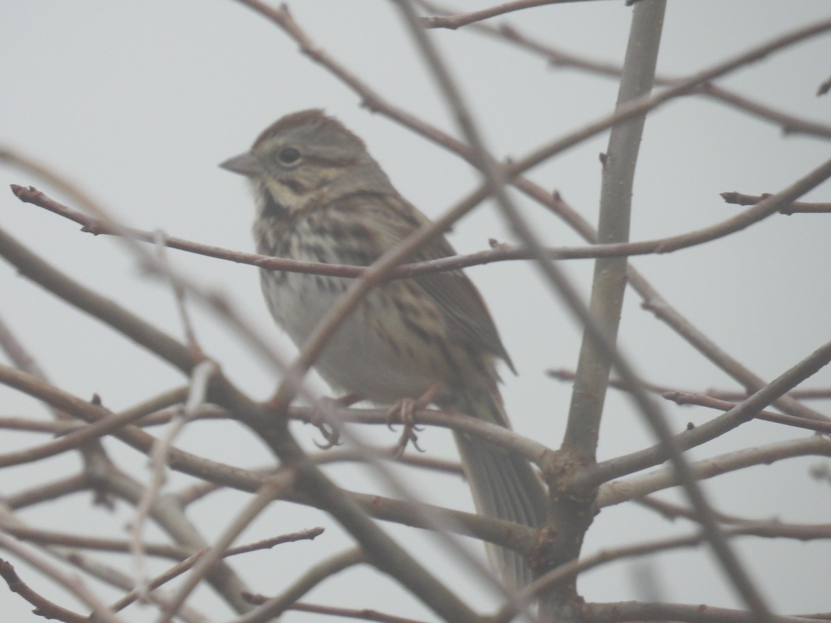 גיבתונית רוננת - ML646026618