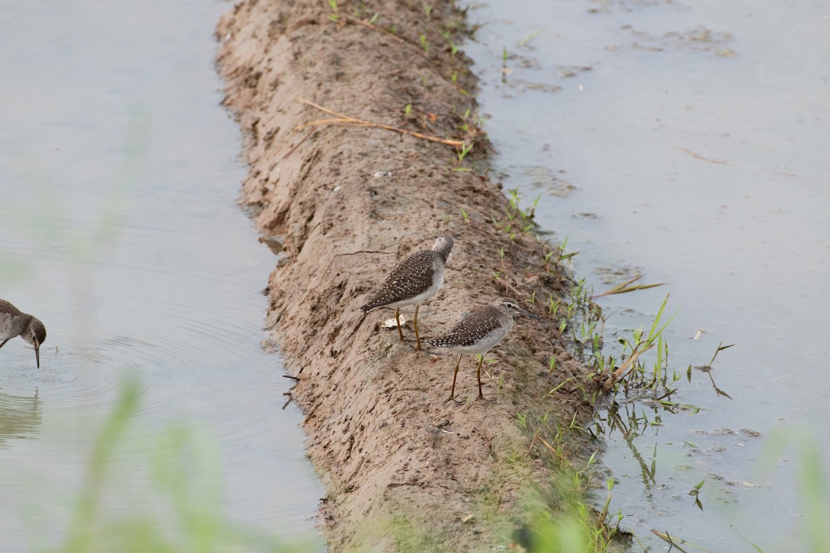ביצנית מנומרת - ML646026619