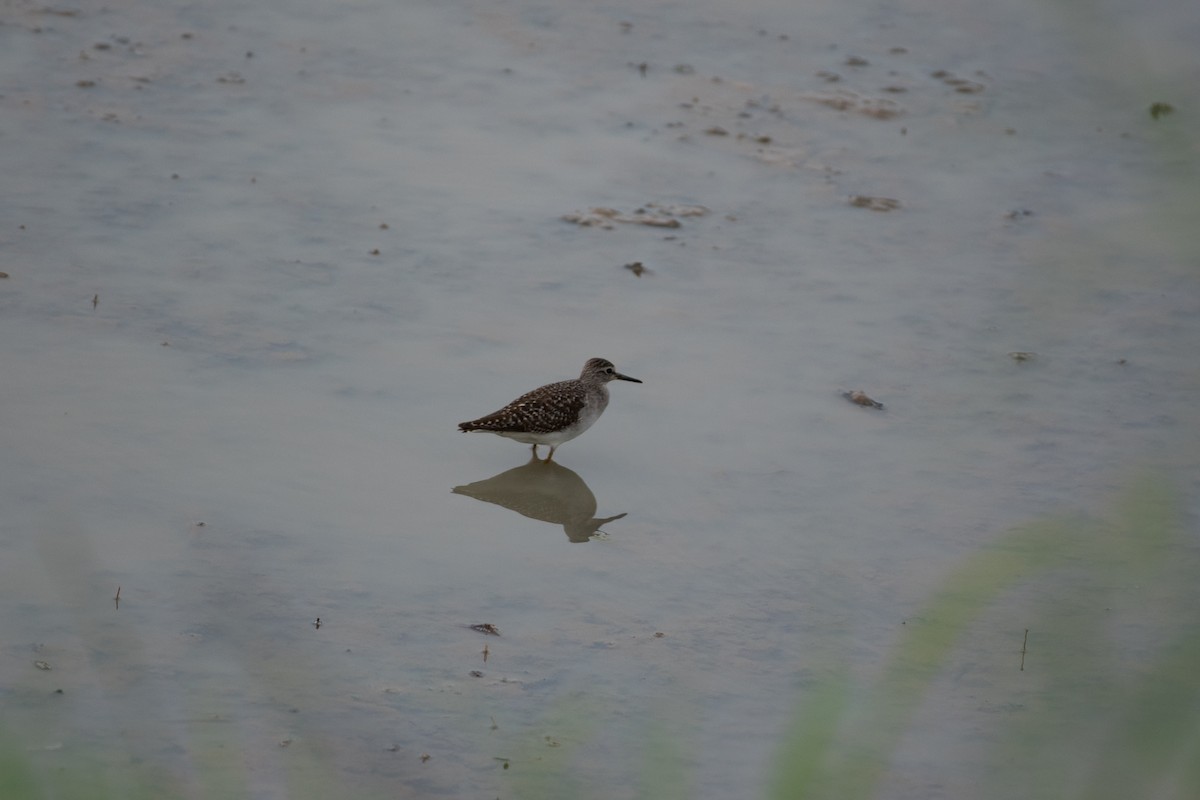 ביצנית מנומרת - ML646026620