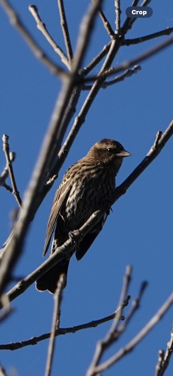 Red-winged Blackbird - ML646026631