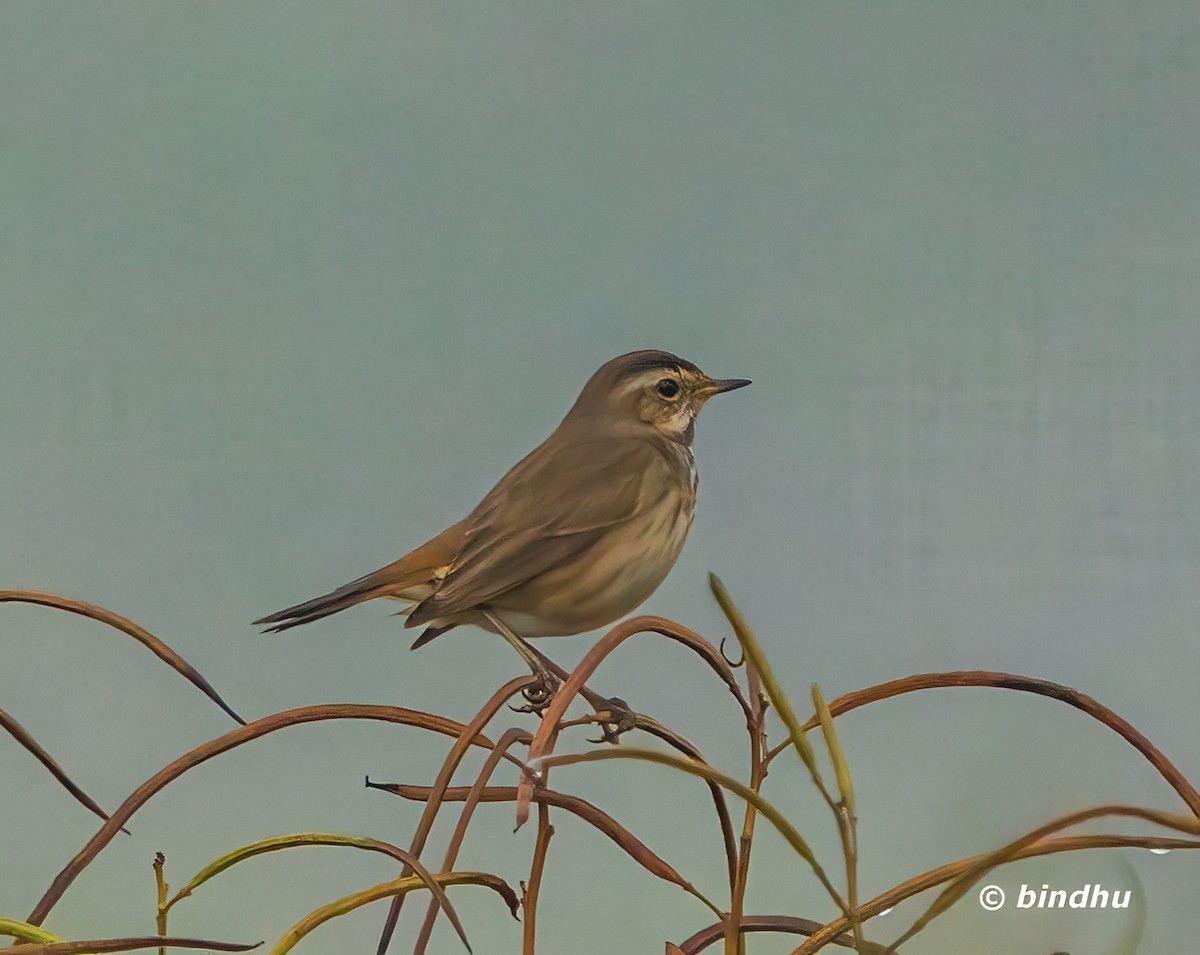 藍喉鴝 - ML646026635