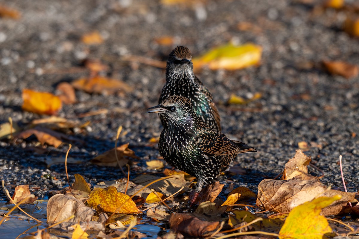 European Starling - ML646026637