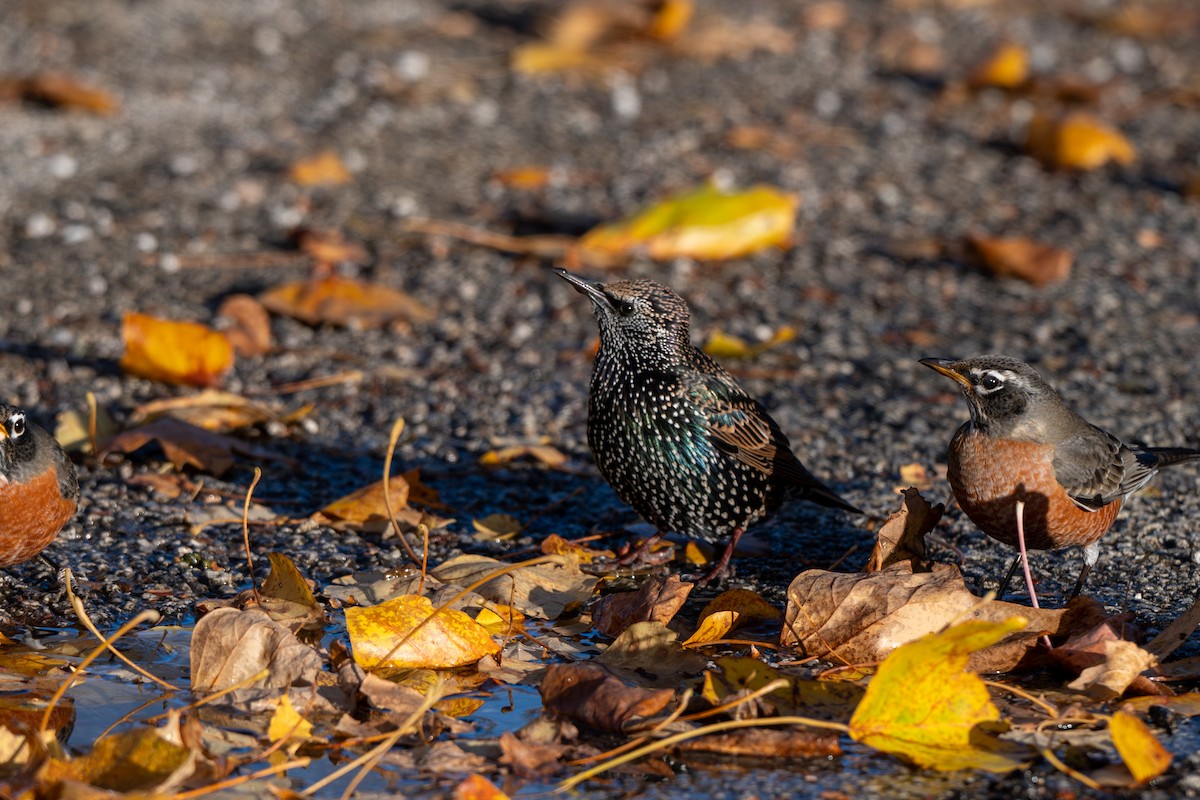 European Starling - ML646026638
