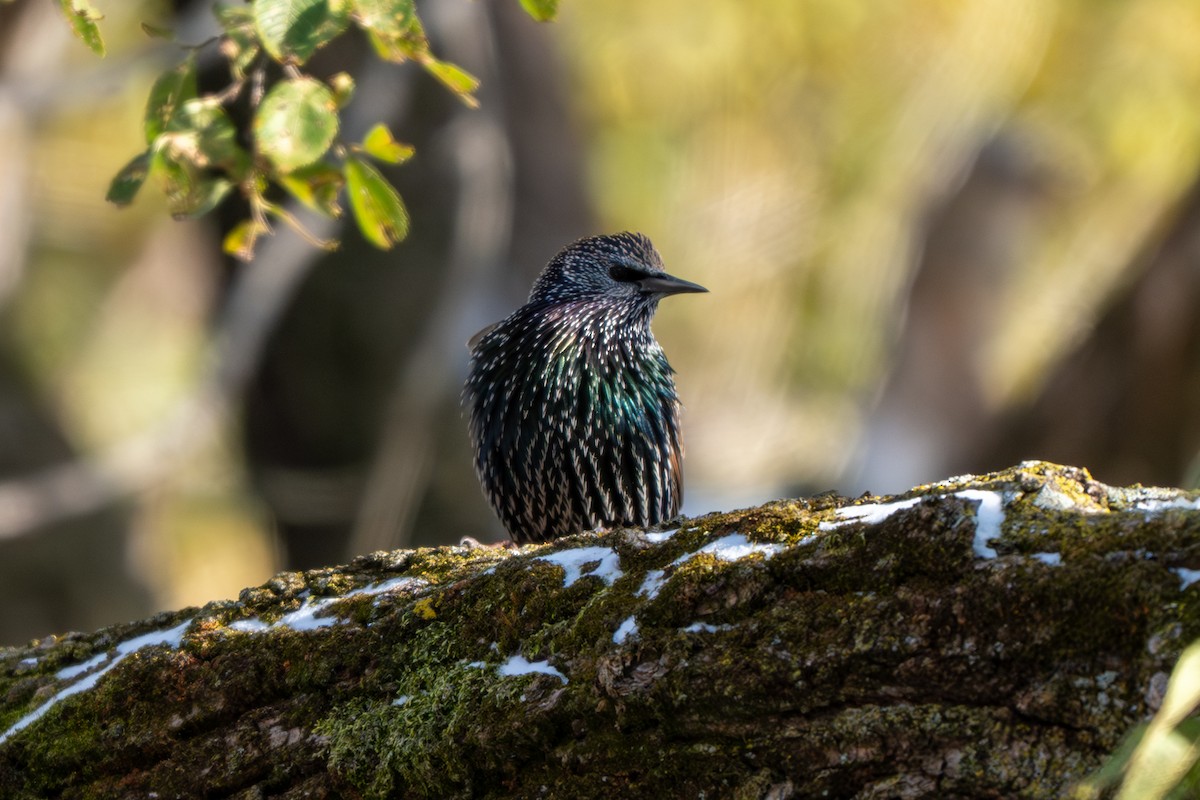 European Starling - ML646026639