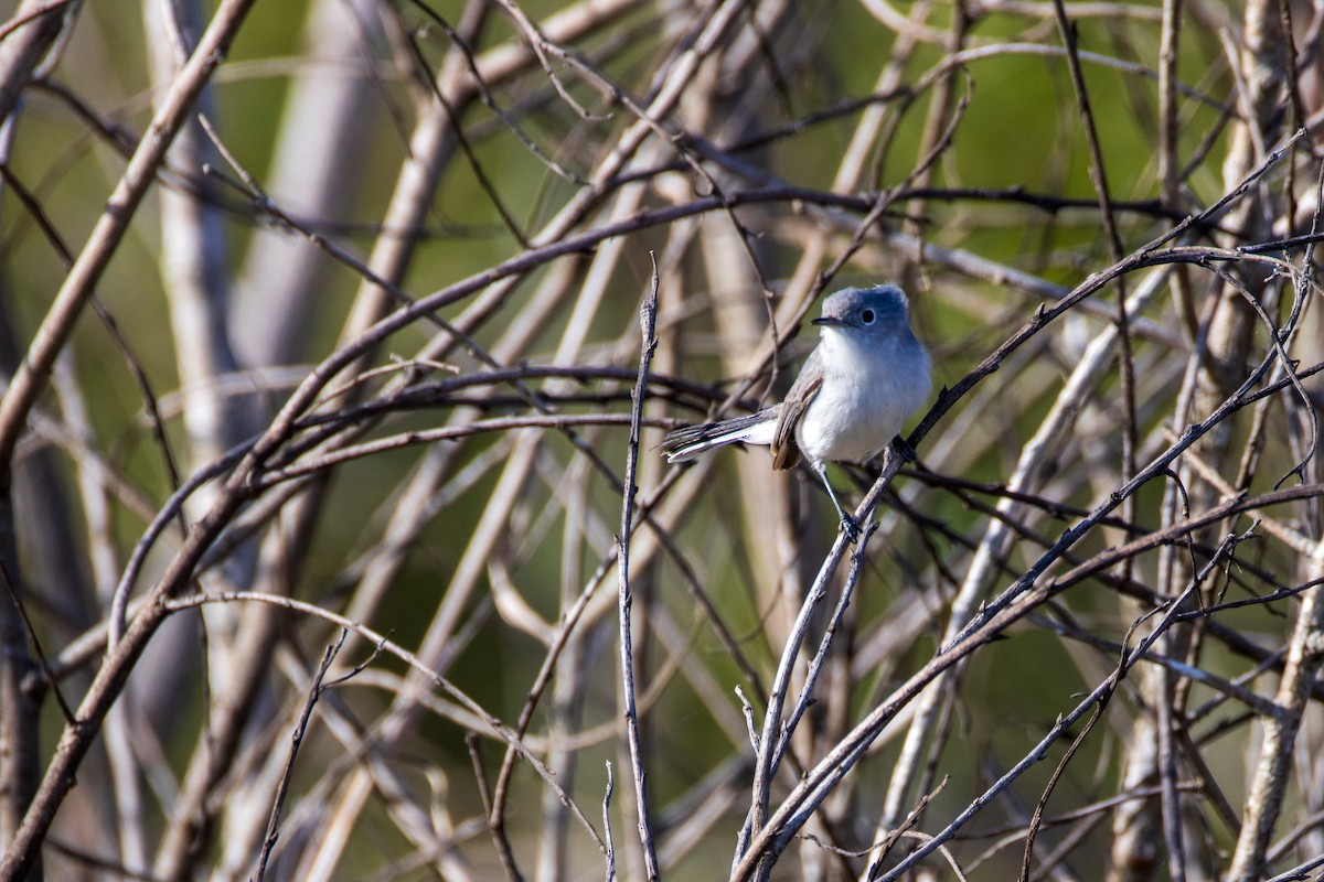 Голубая комароловка - ML646026640