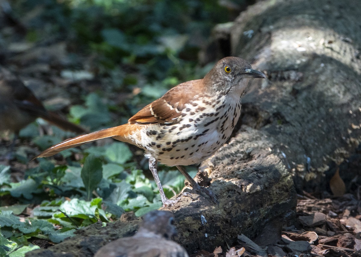 Brown Thrasher - ML646026642