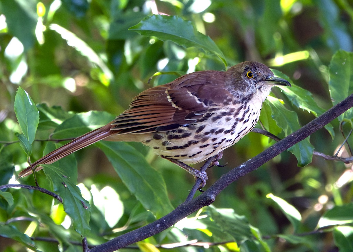 Brown Thrasher - ML646026643