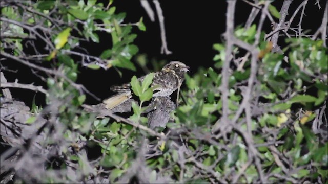 Buff-collared Nightjar - ML646026644