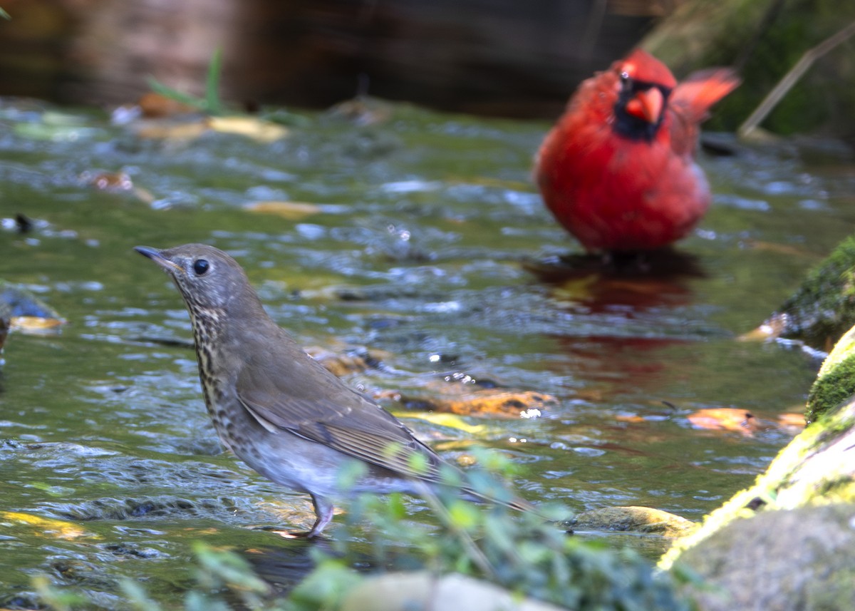 Grauwangen-Musendrossel - ML646026646