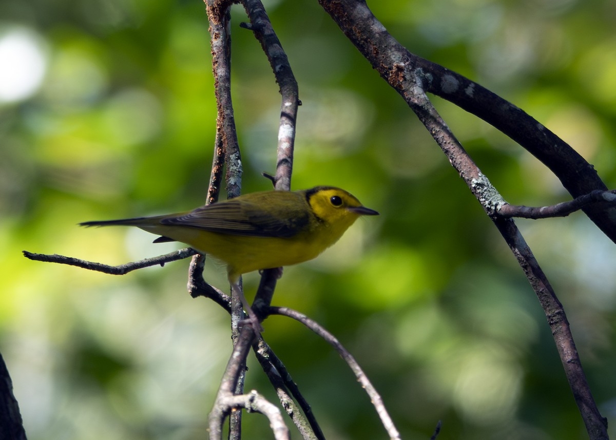 Болотянка чорногорла - ML646026652